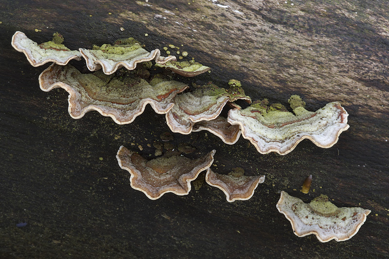 Stereum subtomentosum